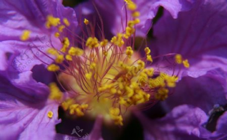 紫薇花蕊图片