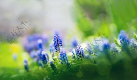 蓝色花朵背景图图片