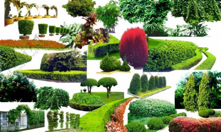 植物灌木绿化带图片