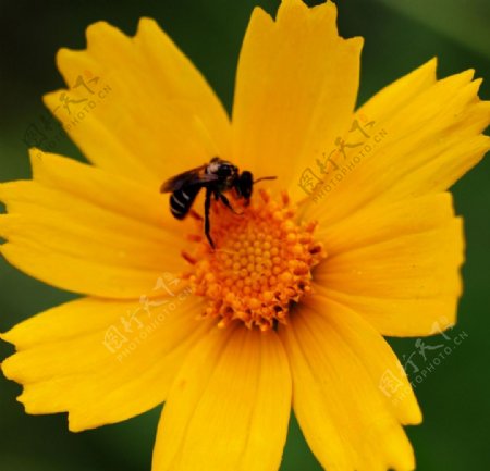 蜜蜂与雏菊图片