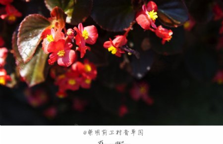 小红花图片