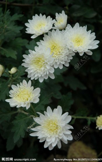 白菊花图片
