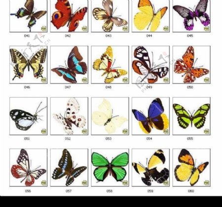 99只美丽蝴蝶图片