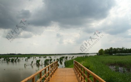 湿地芦苇图片