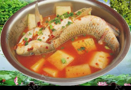 红汤鱼图片