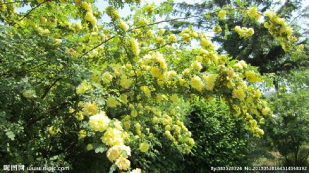 刺梅花树图片