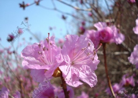 杜鹃花图片