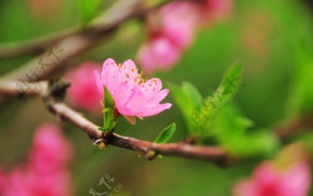 盛开桃花桃花图片