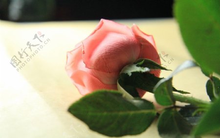 静物粉玫瑰图片