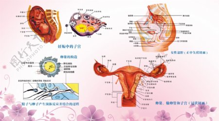 女性生殖器图片