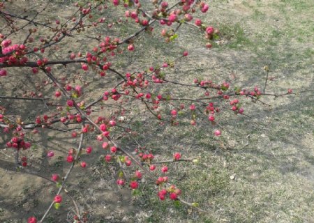 樱花蓓蕾图片