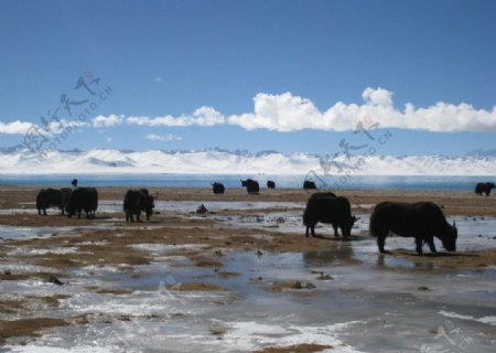 西藏圣湖纳木错图片