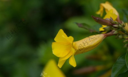 牵牛花图片