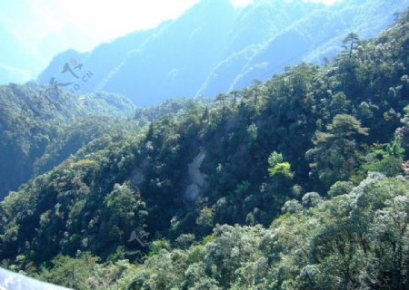 林木风景图片