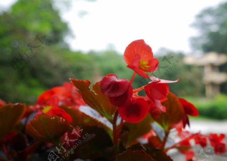 四季秋海棠图片
