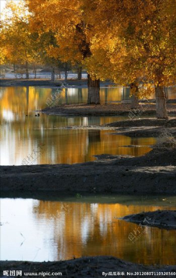 新疆塔里木河风光图片
