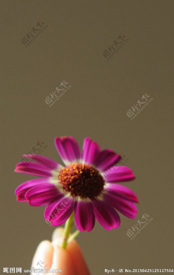 菊花紫色图片