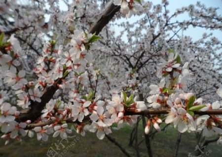 榆叶梅花图片