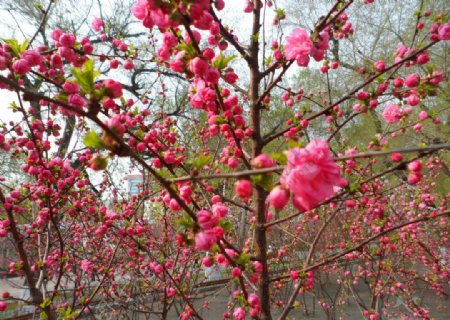 榆叶梅花图片