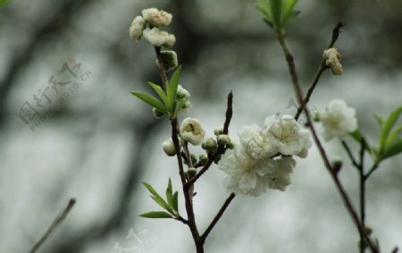 春天的梅花图片