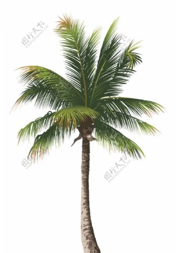 椰树素材图片
