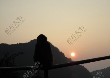 猕猴和日出图片