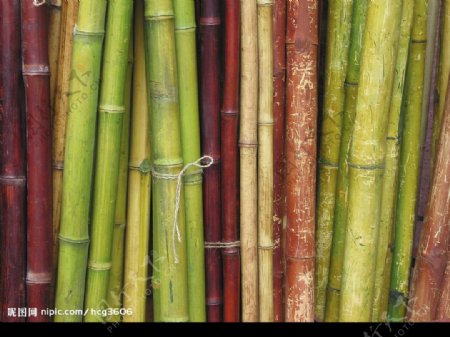 各种颜色的竹子图片