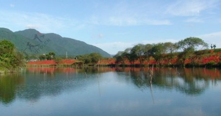 日本风光彼岸花图片