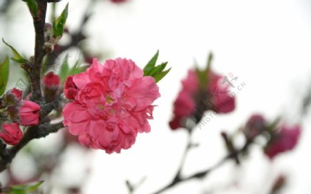 玄武樱花图片