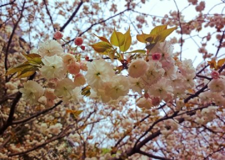 粉白色樱花图片