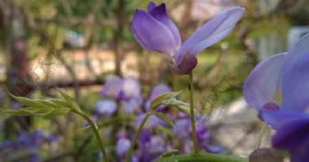 紫藤花图片