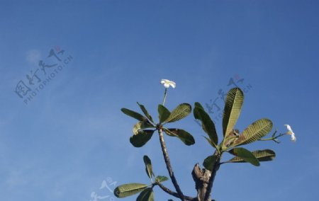 鸡蛋花图片