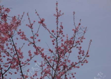 一树樱花图片