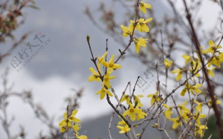 迎春花图片