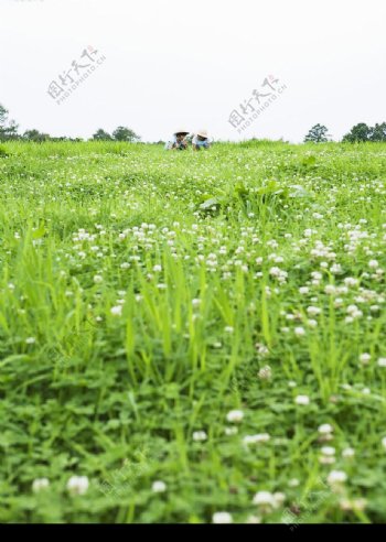 草地与野花图片
