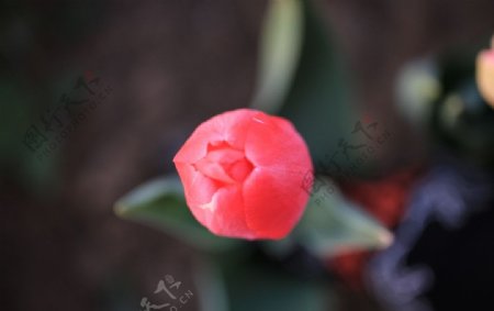 红郁金香图片