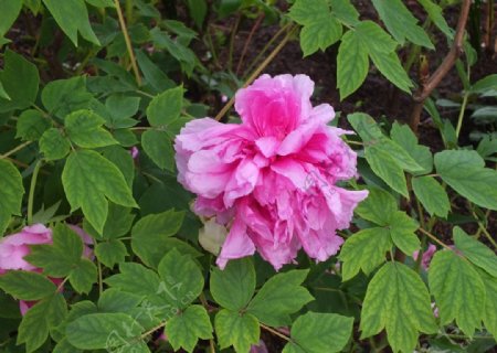 植物园粉红色牡丹花图片
