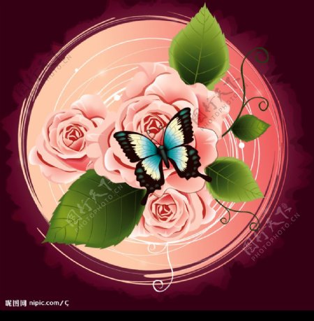 玫瑰花的魅力A1图片