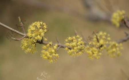 山茱萸图片