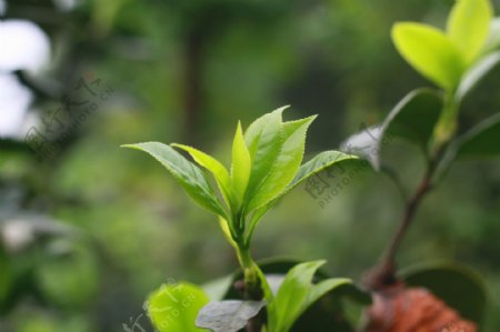 茶尖图片