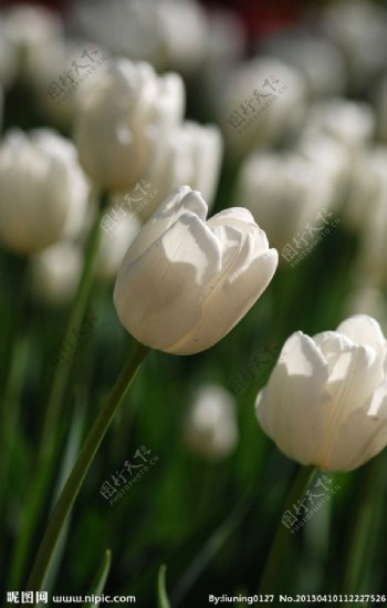 白色郁金香花群图片