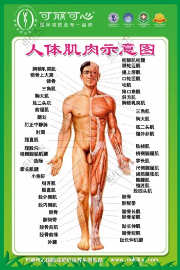 人体肌肉示意图图片
