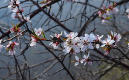 桃花图片