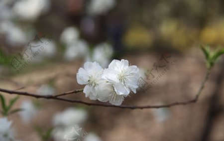 玉渊潭樱花图片