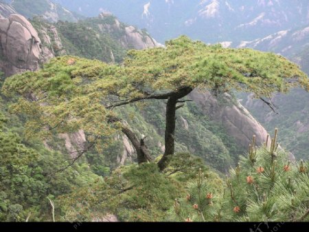 自然风景高山大松树石山图片