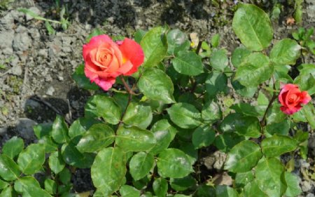 红玫瑰花骨朵图片