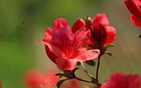 鲜花满山红图片