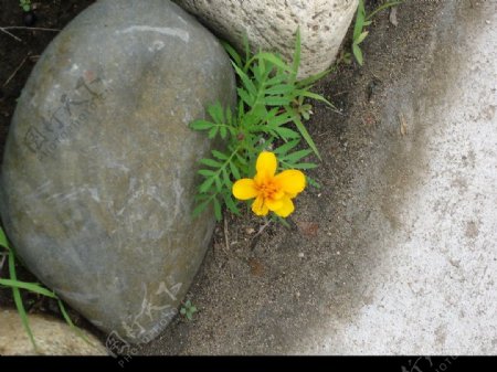 石缝中的小花图片