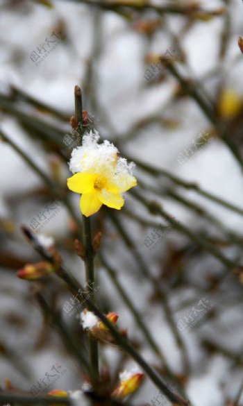 雪中的迎春花图片