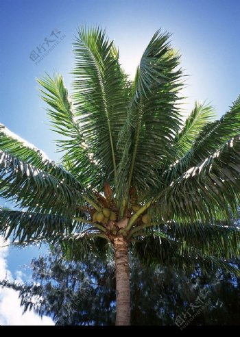 大椰树图片